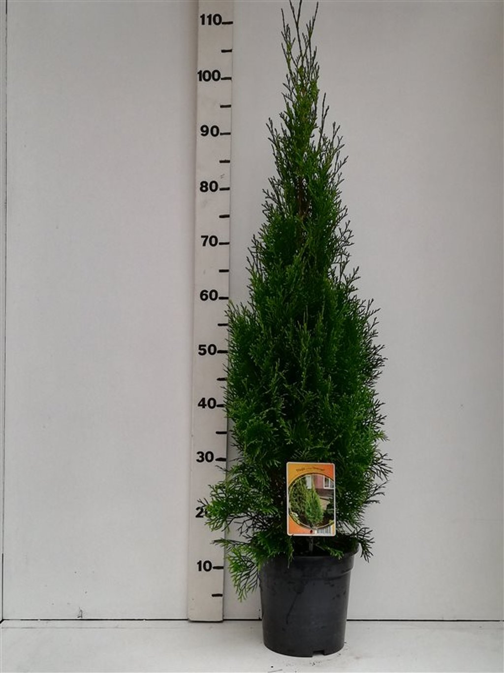 Thuja occ. 'Smaragd' - C3 80-100 CM